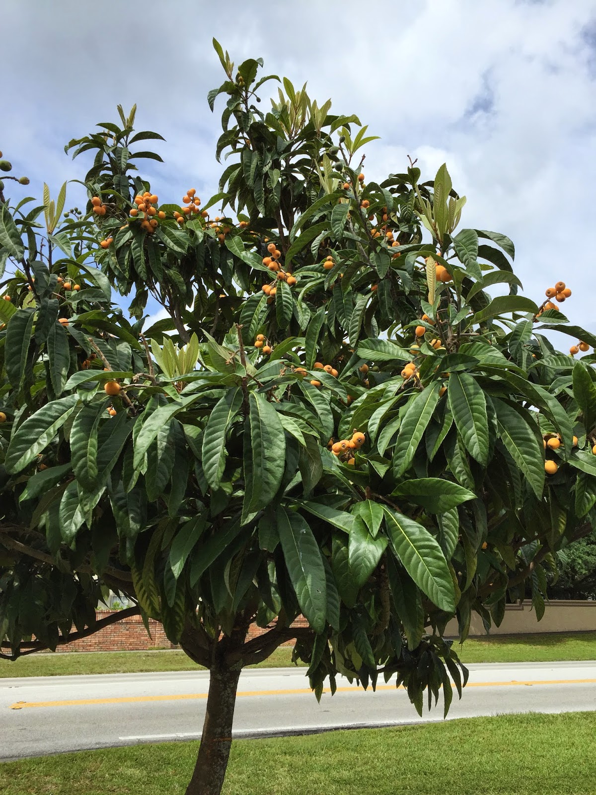 Biwa Fruit Tree