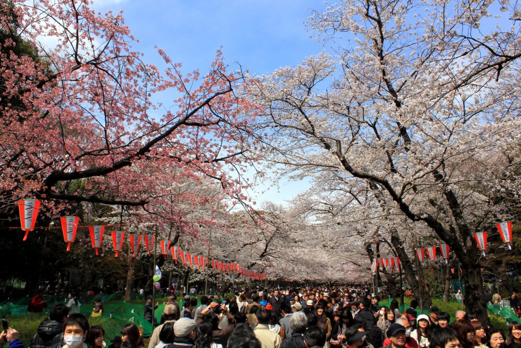 Cherry Blossoms And Hanami 桜の花と花見 Wa Shoku Japanese Jobs Foods