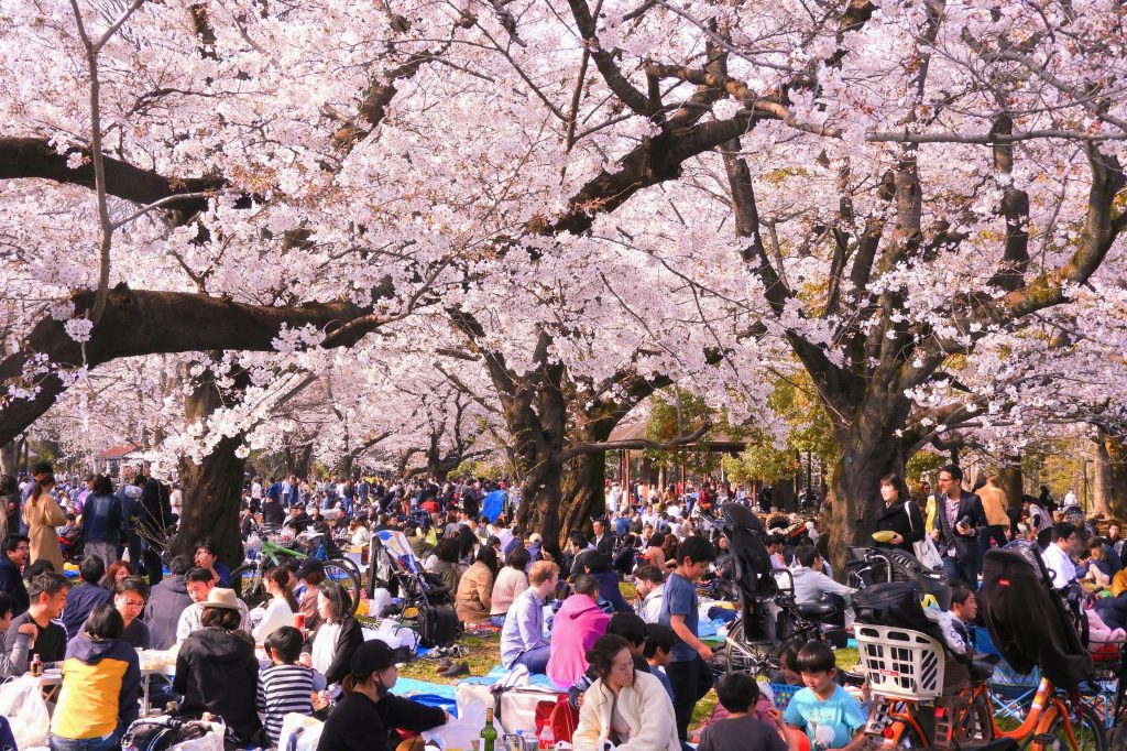 Hanami（花見） - WA-SHOKU Japanese Jobs & Foods.